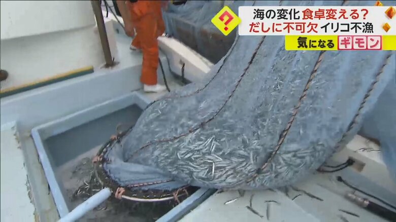 カタクチイワシが多く網にかかっている