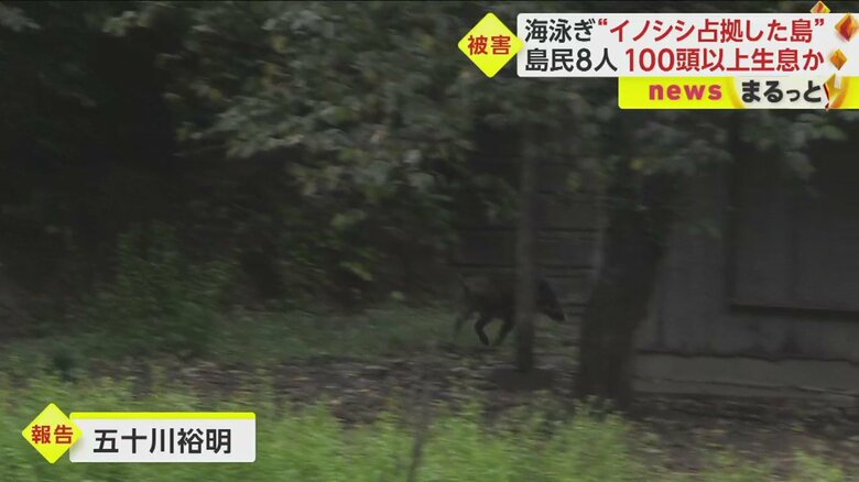 建物の裏手に回るイノシシ。20年ほど前まではいなかったというイノシシが、今や島の至るところに出没