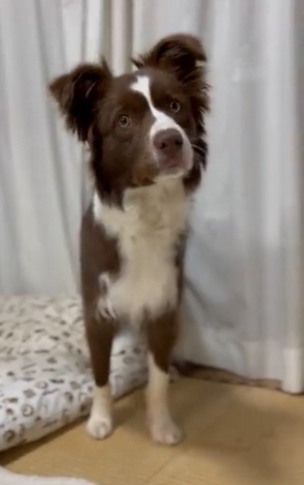 注意するとイタズラをやめたゆにちゃん（提供：ゆに＆メッシさん）