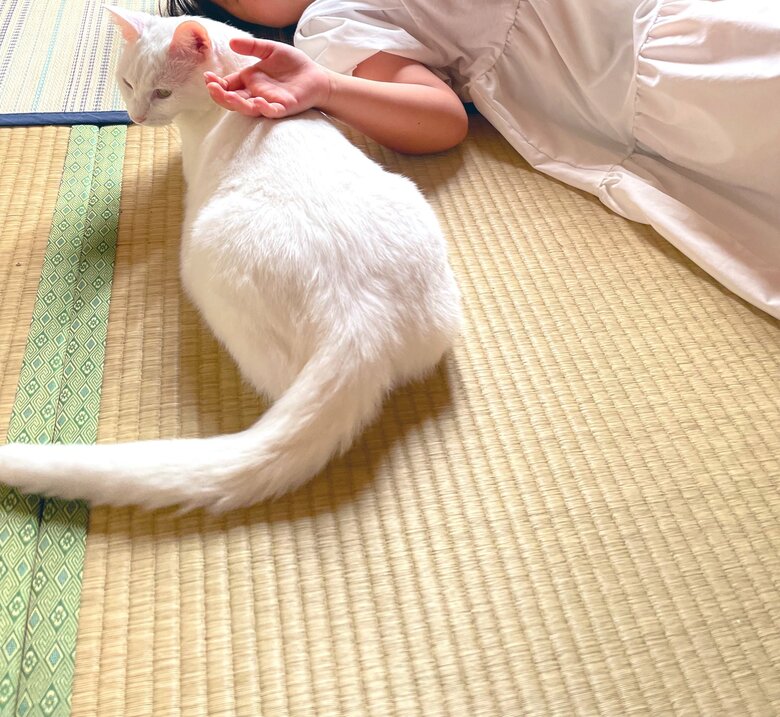 提供：絵子猫さん