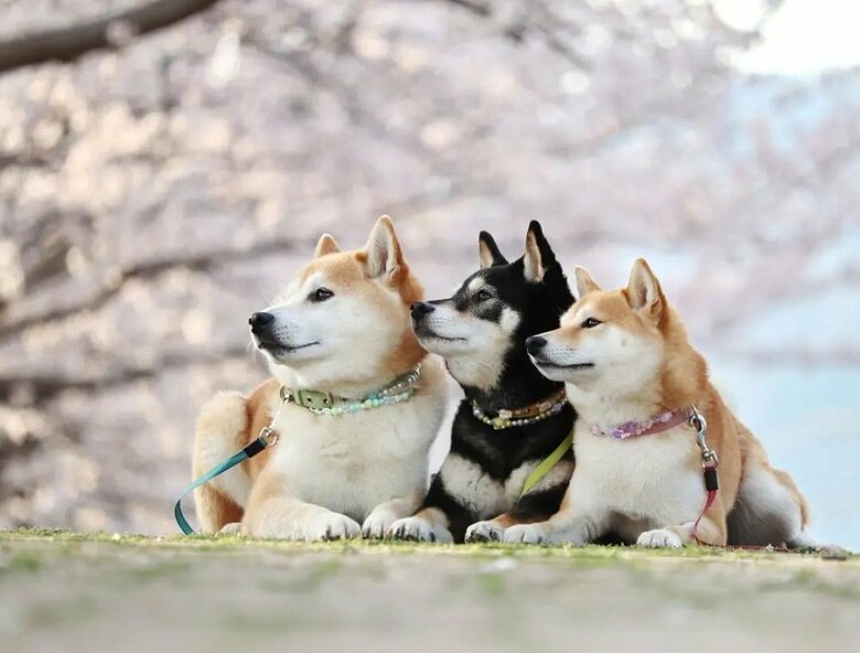 表情も同じになるほど仲良し！（左からモカちゃん、アンちゃん、サラちゃん）