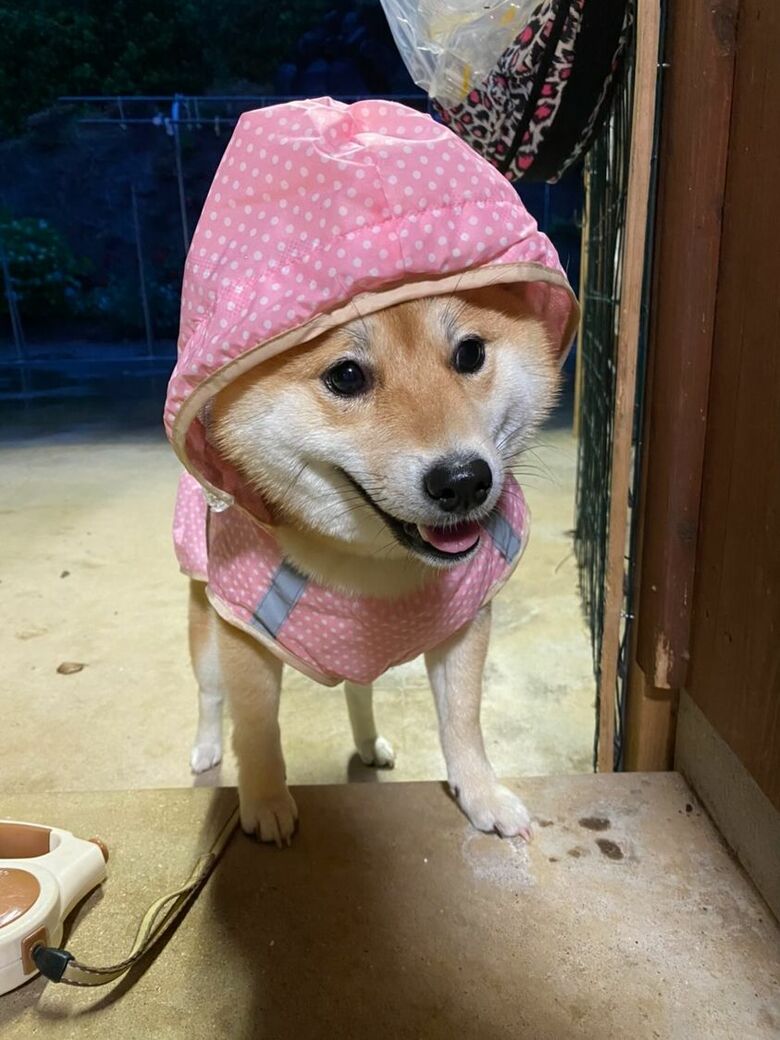 提供：shiba_mugi_さん