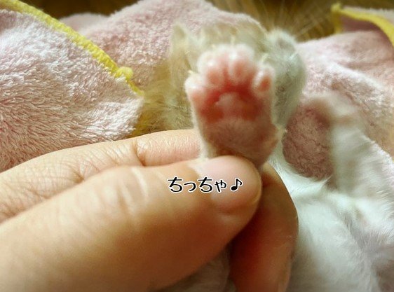 提供：ちょとさん