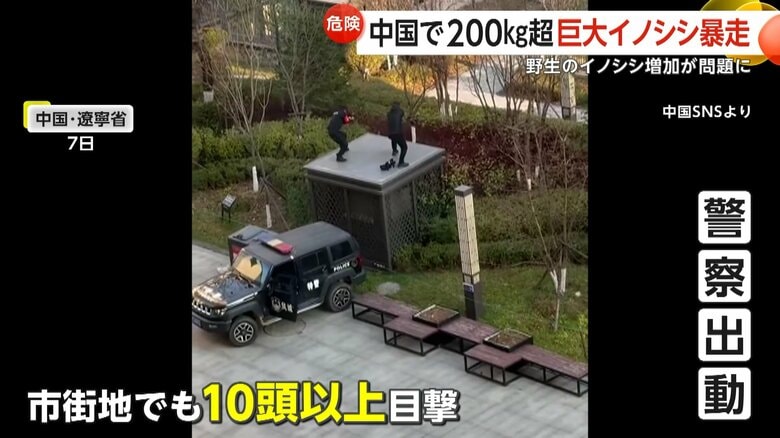 市街地を走り回った10頭以上の野生イノシシ（7日、遼寧省で）