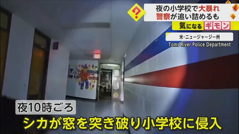 窓を突き破って小学校に侵入したシカ