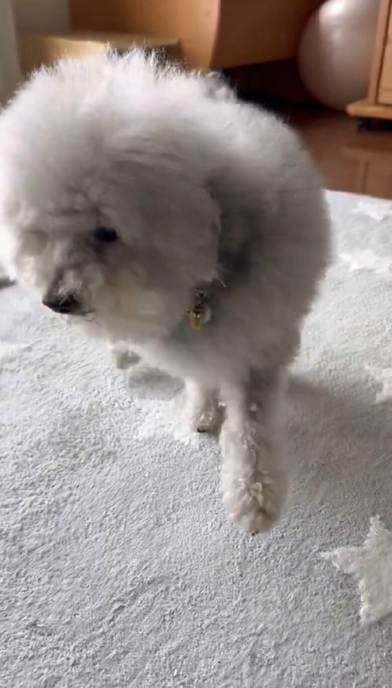 しかし、本当は負傷していない