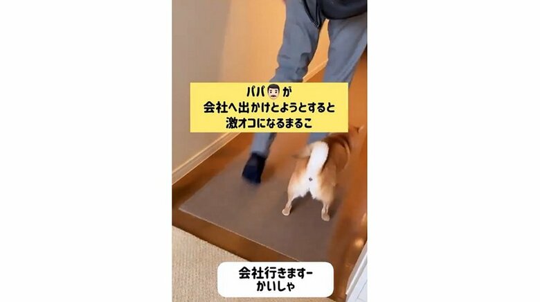 ガウガウ絡みついて、引き止めようとするまるこちゃん