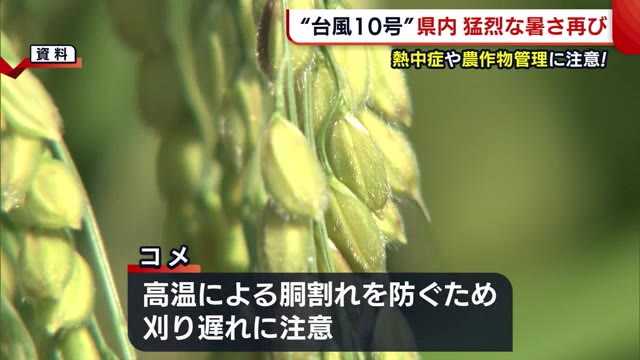 《台風10号》40℃超えた新潟県で“猛暑”再び? フェーン現象で心配される農作物への影響