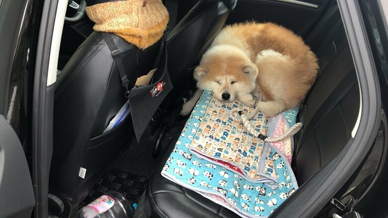 車内にいるフェアリーちゃん