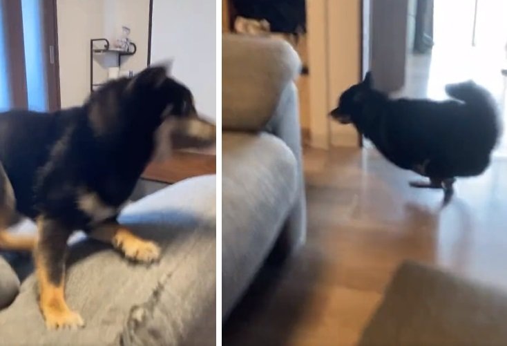 ソファの周りをグルグル！