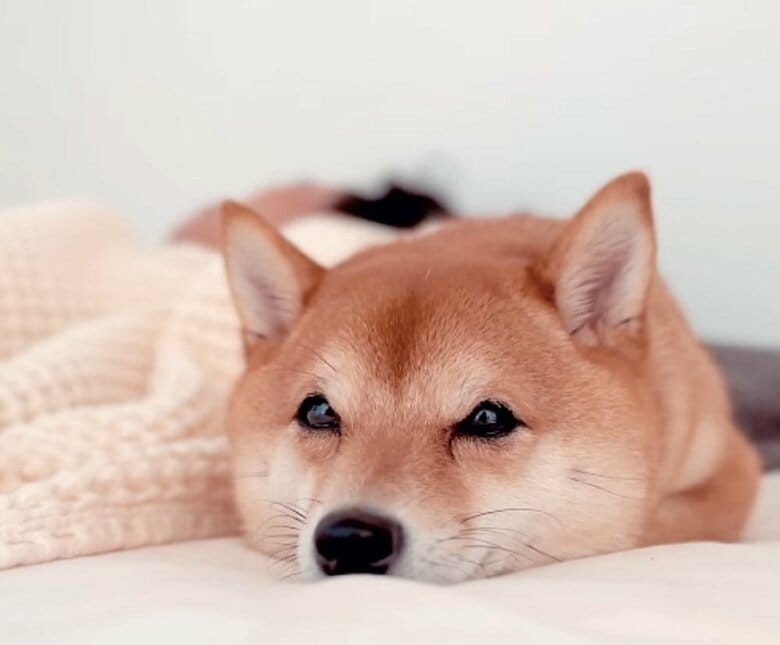 パパさんと一緒におやすみ