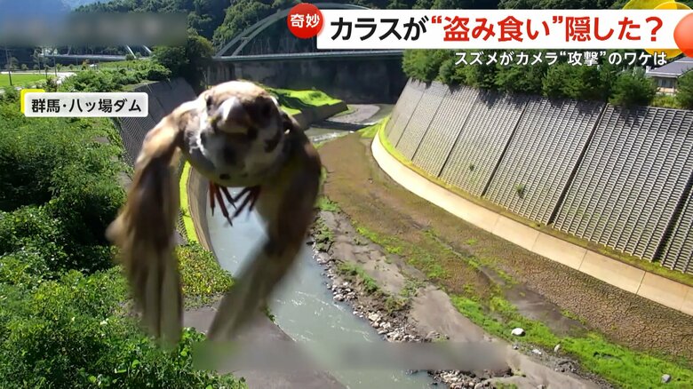ダムを映すカメラにスズメが突撃してくる一部始終①