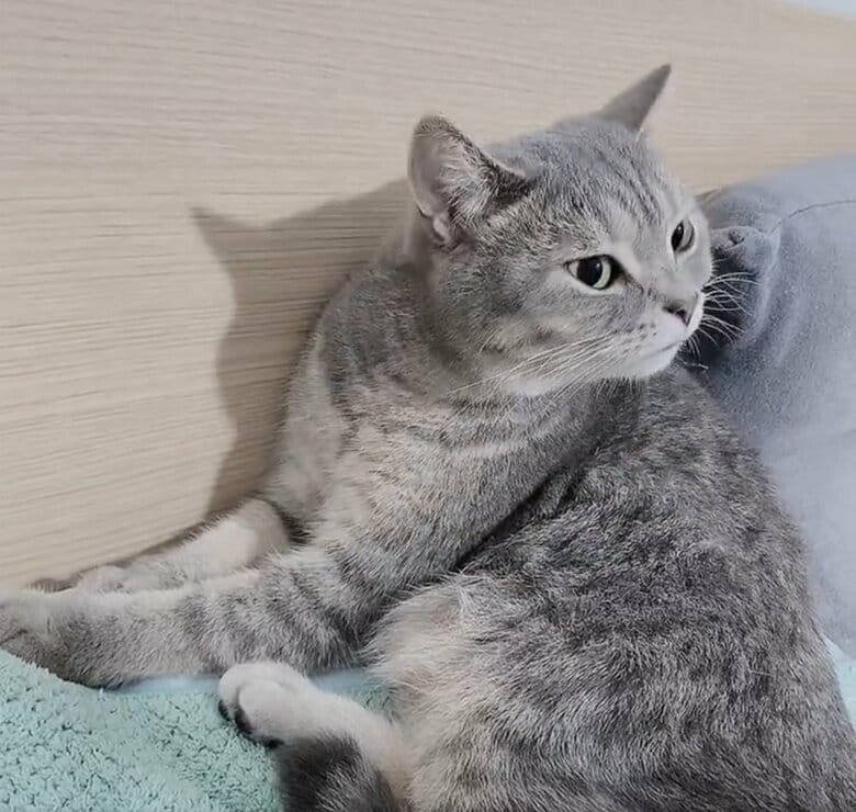 ティガくん