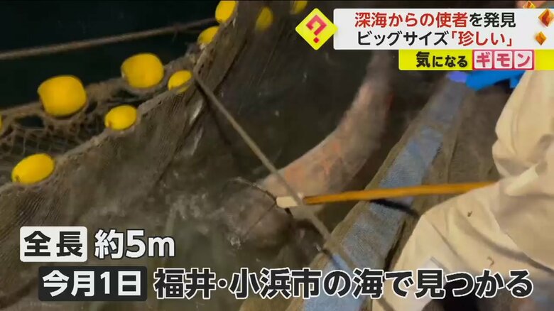 全長約5メートルほどあるリュウグウノツカイ