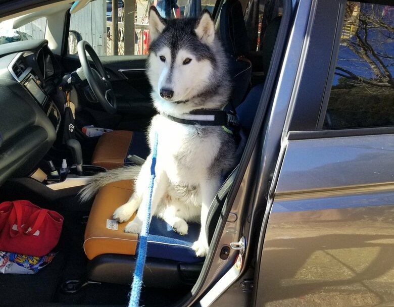 助手席から頑なに降りない、ゆづくん