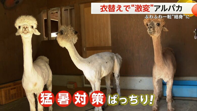 おとなしく横たわり、毛を刈られると、気持ちよさそうな表情を見せたアルパカ