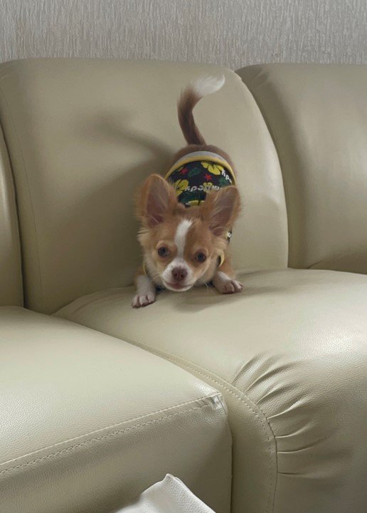 提供：ふくのすけさん