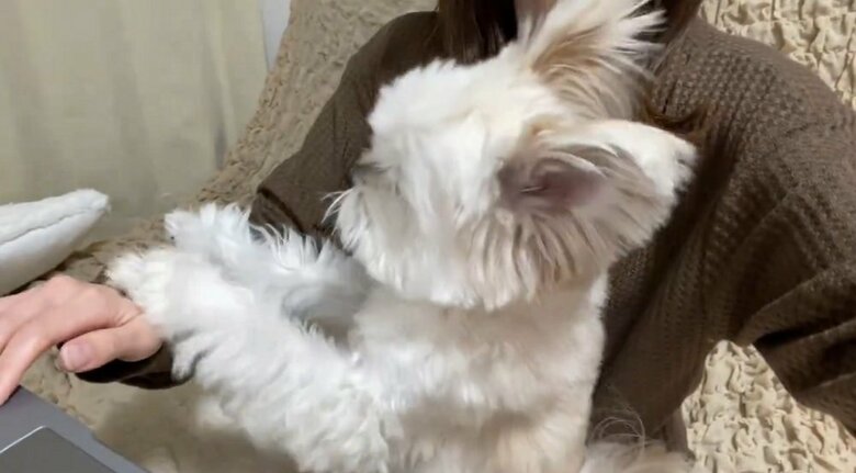 飼い主さんがPCに手を伸ばした3回目　ぽんたくんは両前脚で阻止