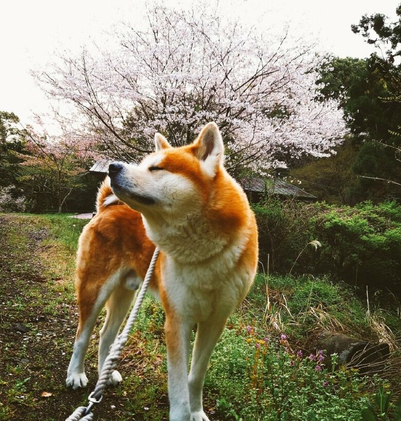 桜を満喫