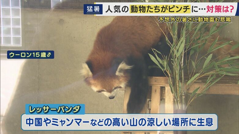 レッサーパンダは夏が苦手