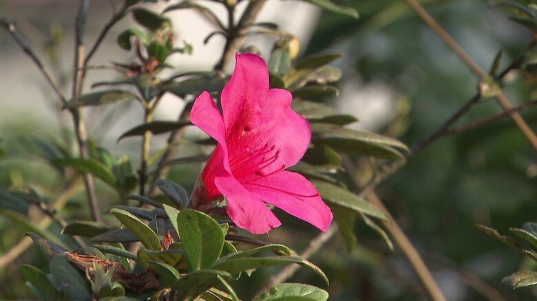 あまりの暖かさにツツジが咲いた