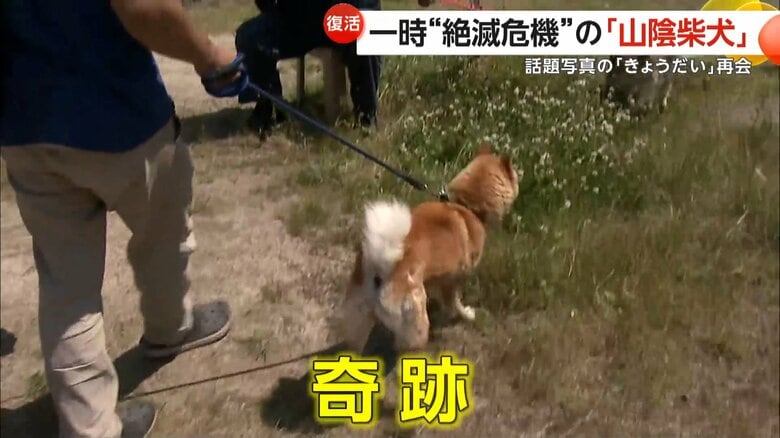 離れて暮らしていた妹と奇跡の再会を果たした「山陰柴犬」のコマツ