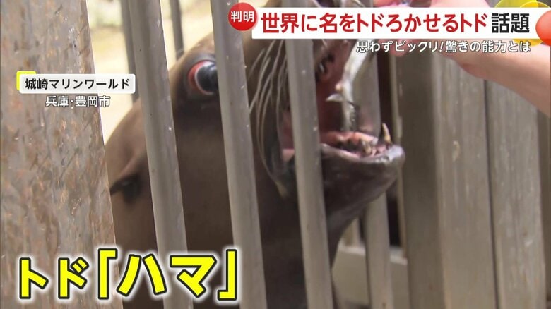 飼育されているメスのトド「ハマ」