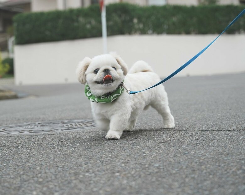 散歩中のぬん坊くん