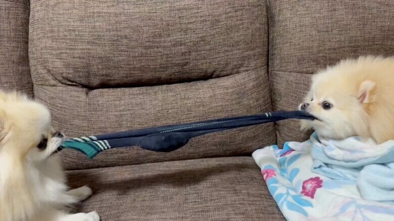 提供：愉快な3姉妹ポメラニアンさん