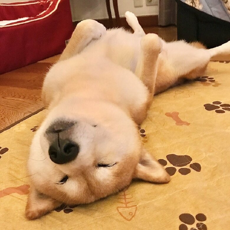 徹夜明けのあんずちゃん