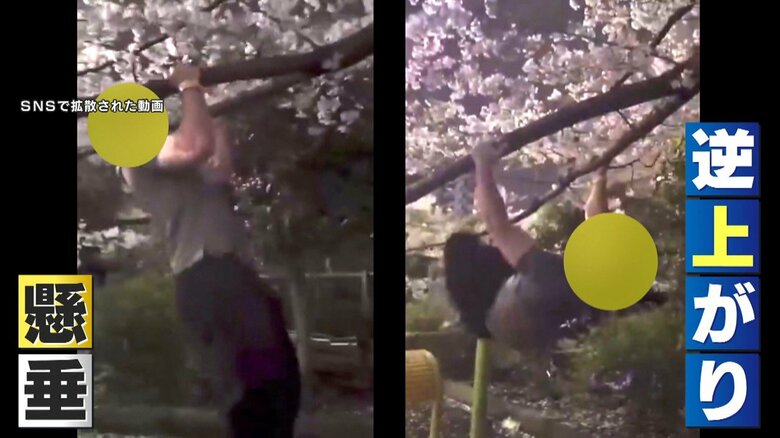 桜の枝にぶら下がり懸垂や逆上がりをする