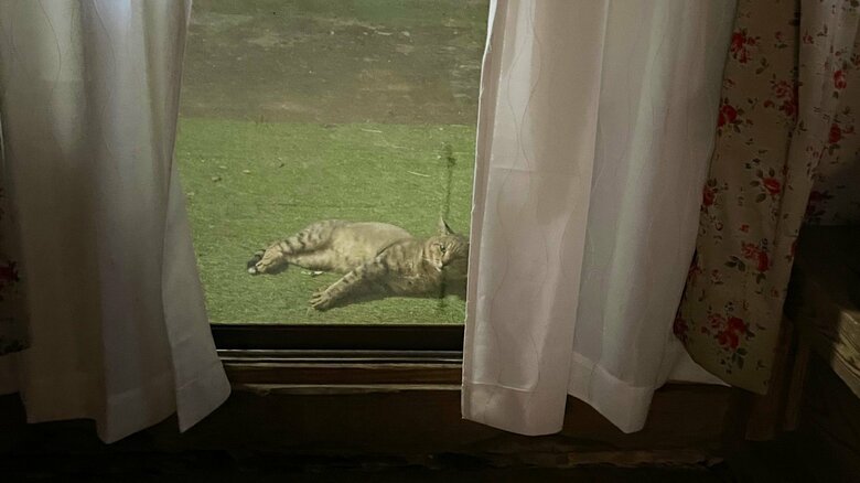 軒先でゴロンするゴン蔵くん