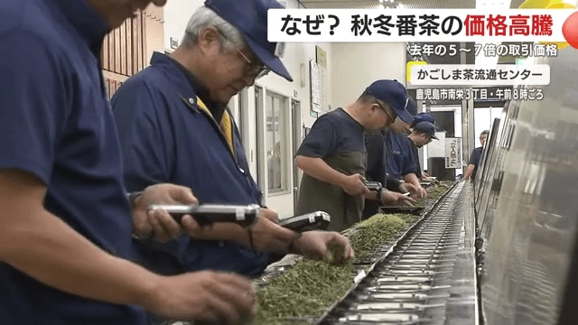 秋冬番茶の入札作業