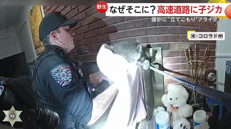 暖炉の中にいたアライグマ