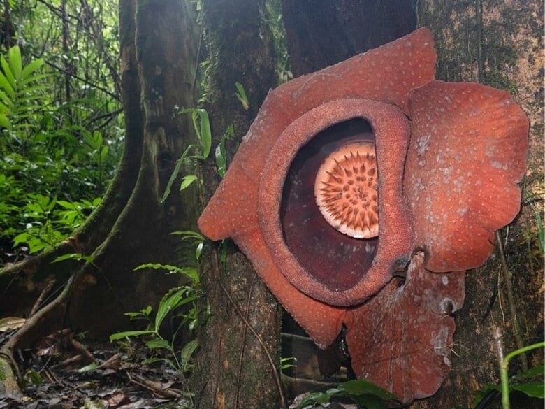 開花3日目のラフレシア　中が写るようにフラッシュ使用して撮影（提供：柳澤静磨さん）