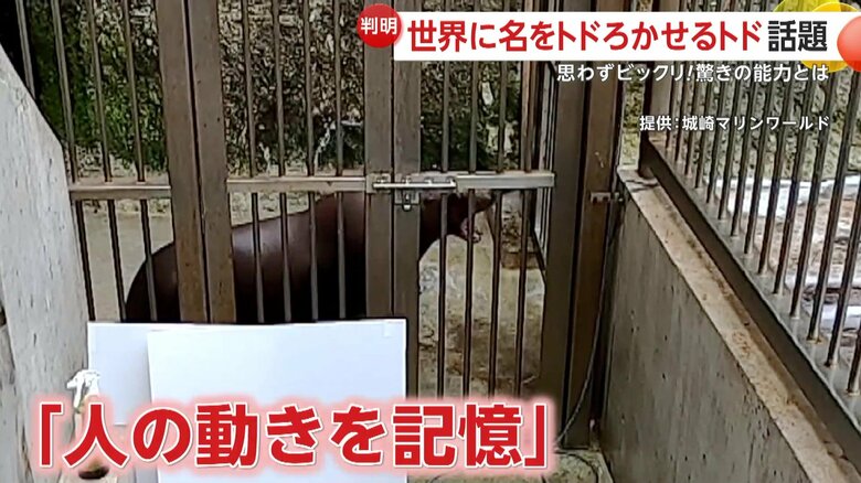 「人の動きをマネできる」能力も明らかになった「ハマ」