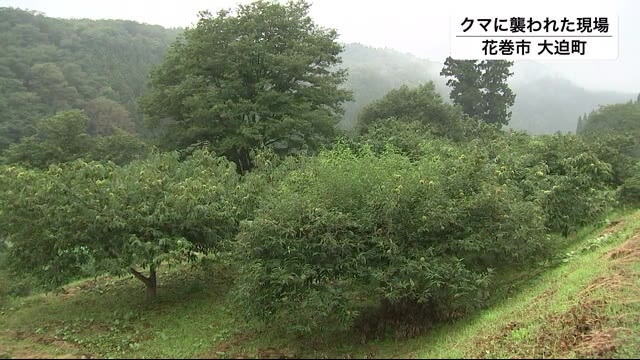 自宅の裏山でクマに襲われ男性けが 状況語る<岩手・花巻市>