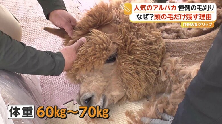 体重60kgから70kgの体を覆う分厚い毛