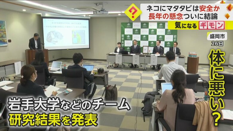 「ネコにマタタビは安全か」という議論について、岩手大学などの研究チームが研究結果を発表