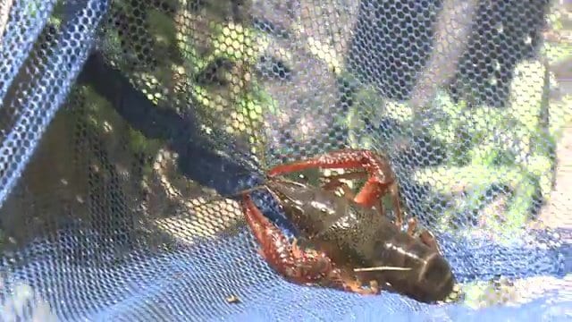 福島市「小鳥の森」でザリガニ釣り