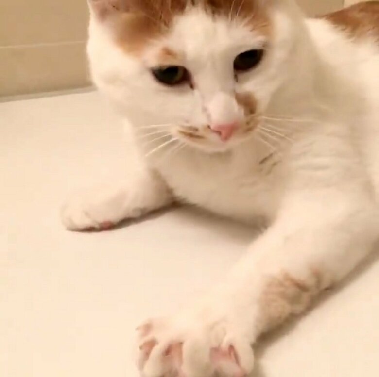 軽くトントン体を叩いて起こしたらパッと前足が開いたことがあったという