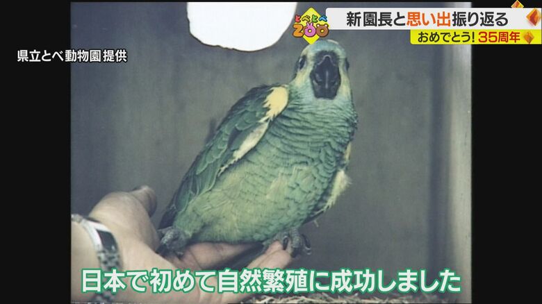 アオボウシインコのグリーン（県立とべ動物園提供）