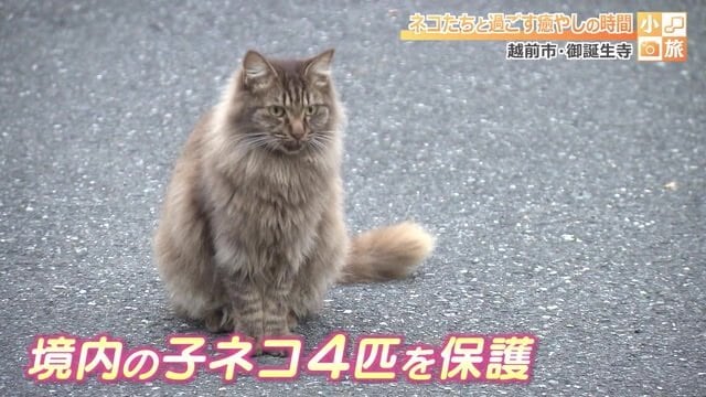 捨て猫の保護をきっかけに“ネコ寺”へ
