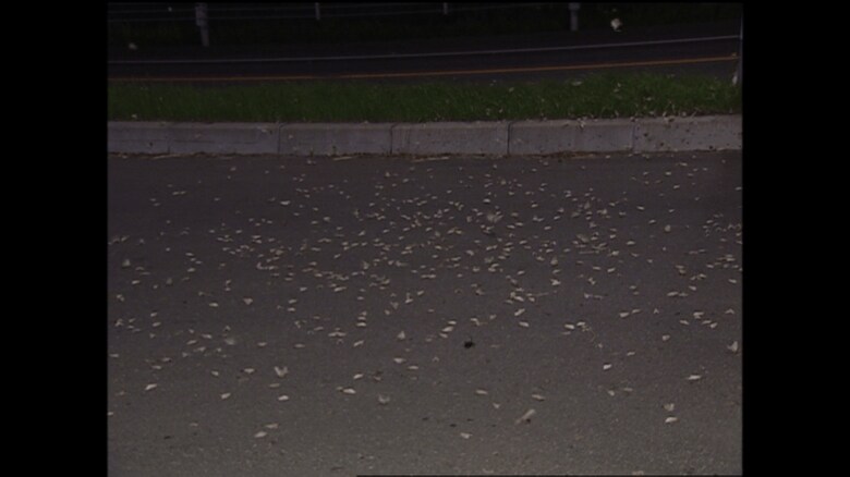 体長5センチほどのマイマイガ…道路にもびっしり