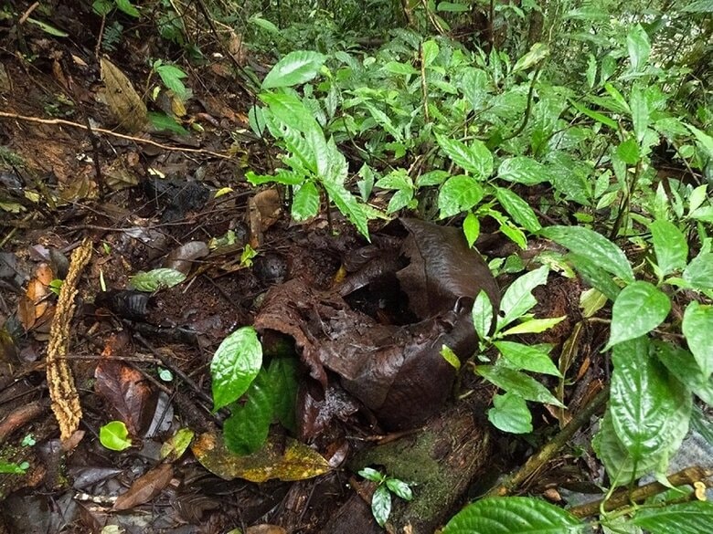 かなり前に枯れたと思われるラフレシア（提供：柳澤静磨さん）