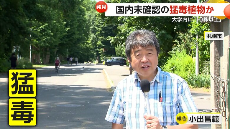 これまで日本では確認されていなかったというジャイアント・ホグウィード