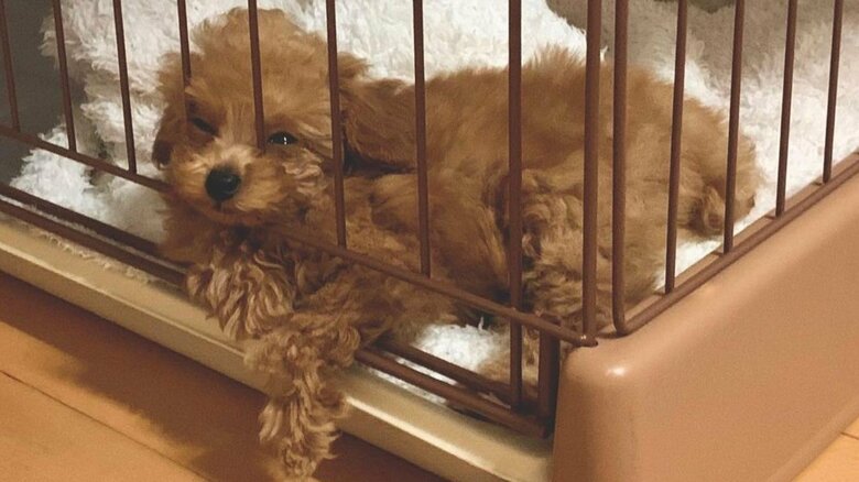 モカちゃんの小さな時