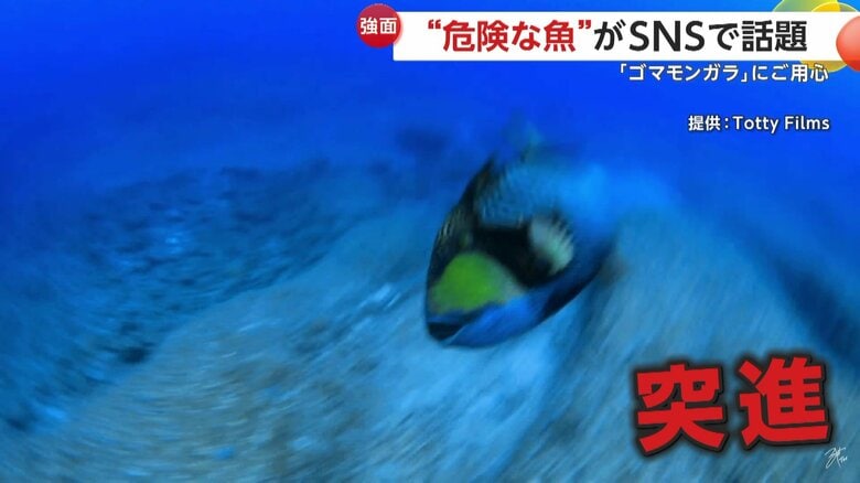 ダイバーに突進するゴマモンガラ