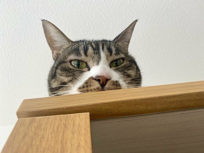 上からもひょっこり