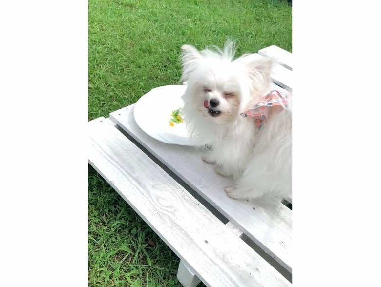 提供：かわいーぬさん